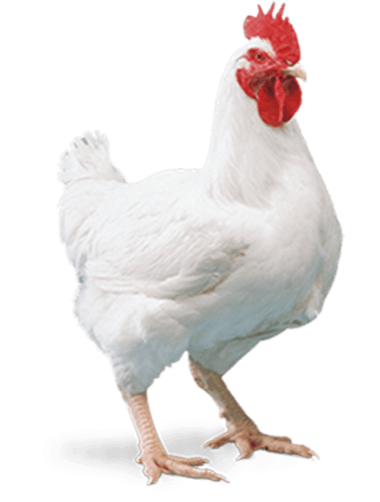 பிராய்லர் கோழி (Broiler Chicken)