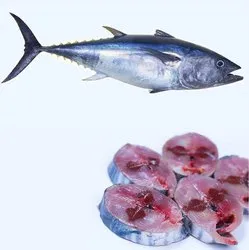 சுறா மீன் (Shark)