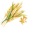 Rice Husk Trading 