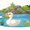 Pond & Water Feature Installation 