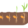 Seeds & Plant Samples