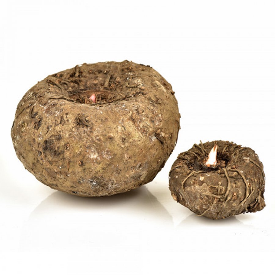 சேனைக்கிழங்கு (Elephant Yam)