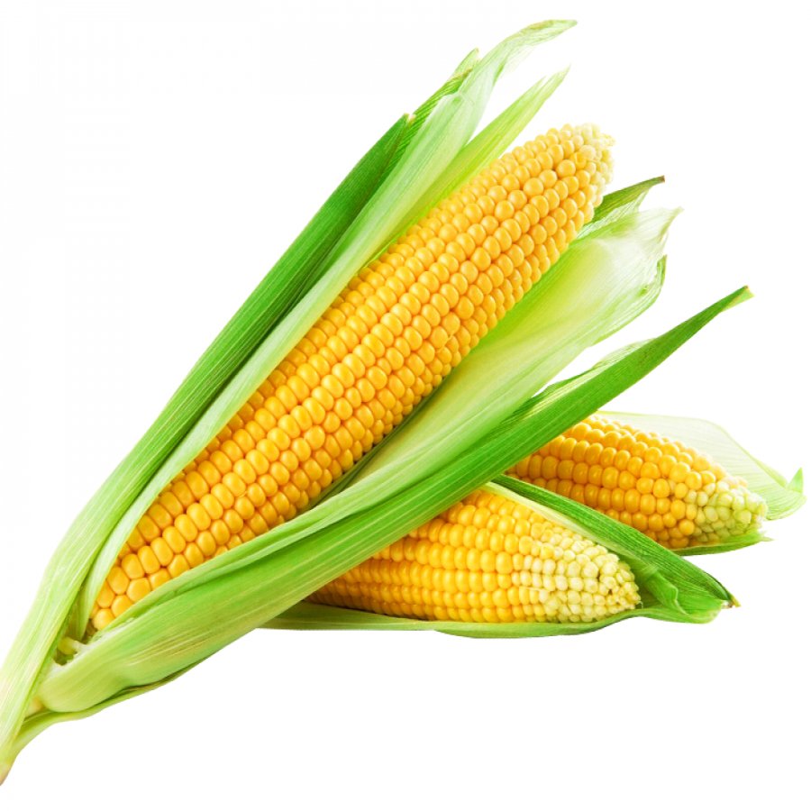 மக்காச்சோளம் (Corn)
