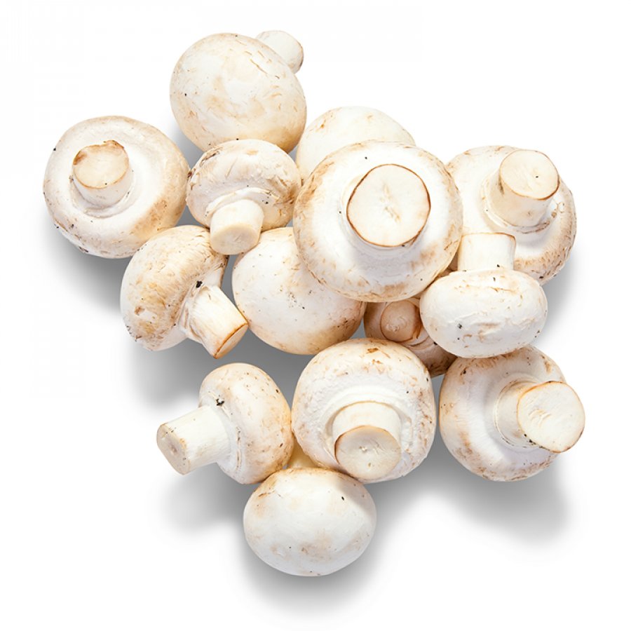 காளான் (Mushroom)