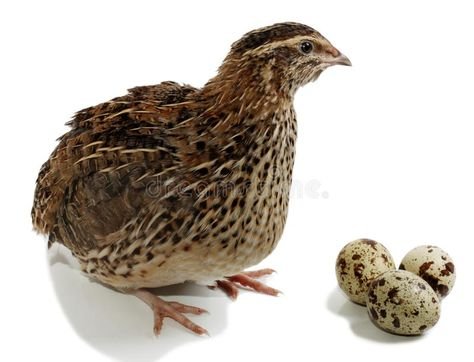 காடை (Quail)
