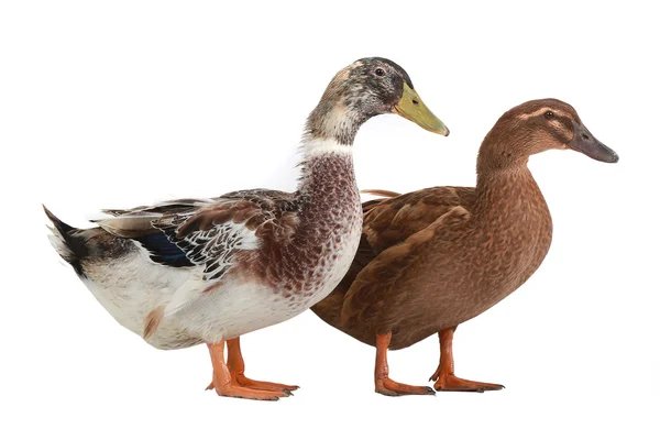 வாத்து (Duck)