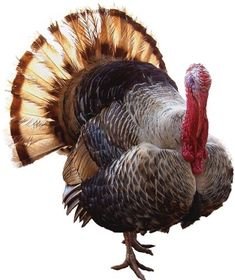 வான்கோழி (Turkey)