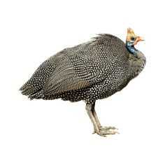 கின்னிக்கோழி (Guniea Fowl)