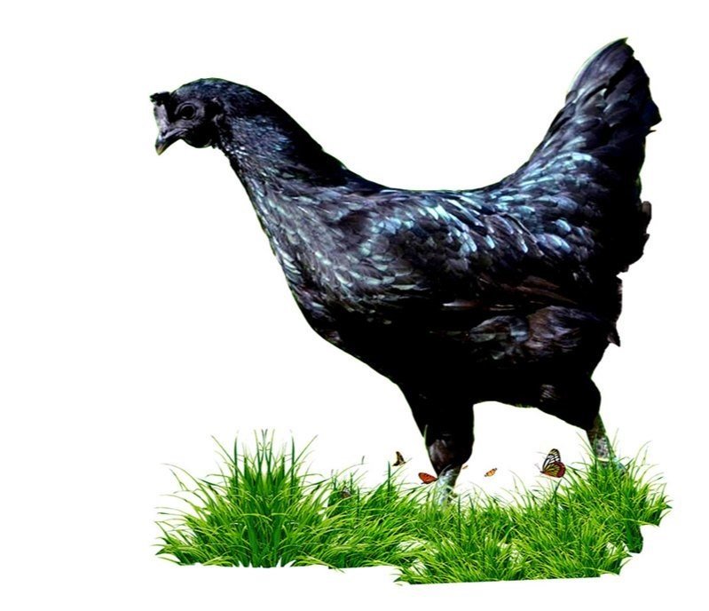  கருங்கோழி (Kadaknath)