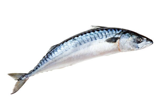 சீலா மீன் (Barracuda)