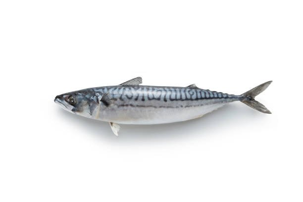 கெளுத்தி மீன் (Mackerel fish)