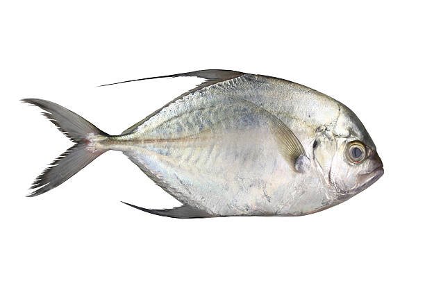 வாவல் மீன் (Pomfret )