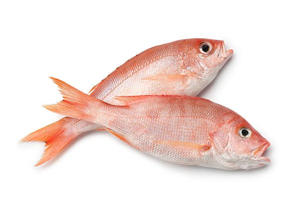 சங்கரா மீன் (Red Snapper)