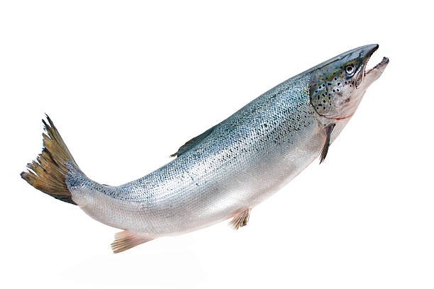 சால்மன் மீன் (Salmon Fish)
