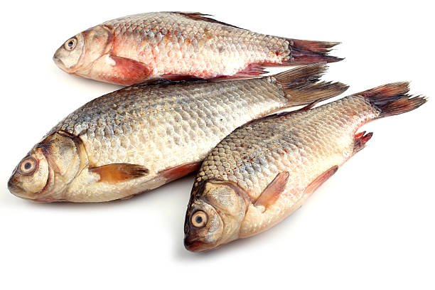 ஜிலேபி மீன் (Tilabia)