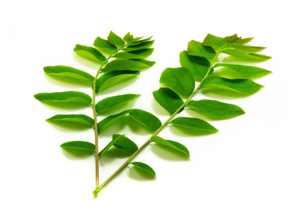 கறிவேப்பிலை (Curry Leaves)