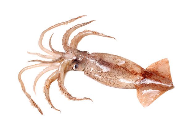 கணவாய் மீன் (Squid fish)