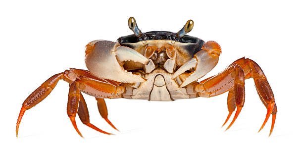 நண்டு (Crab)