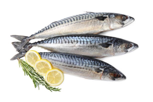 வஞ்சரம் மீன் (Spanish mackerel)