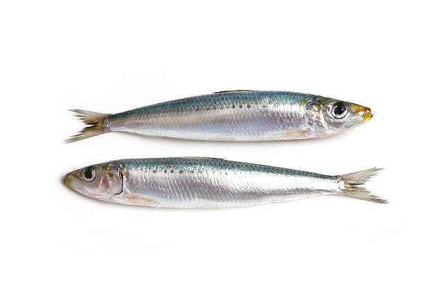 மத்தி மீன் (sardine )