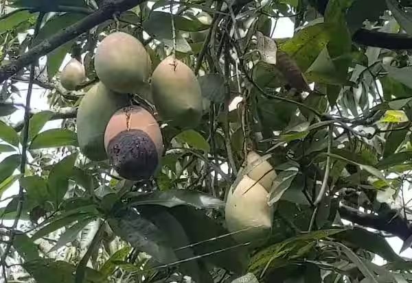 மாமரங்களில் பழத்துளைப்பான் கட்டுப்படுத்தும் வழியென்ன