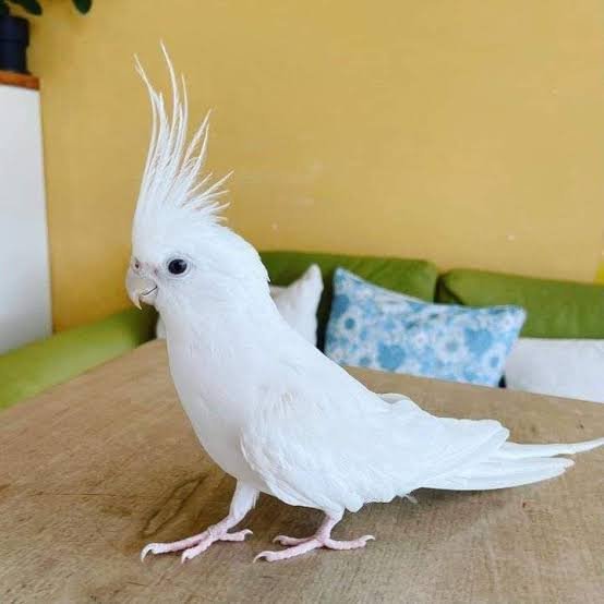 Albino Cockatiel 