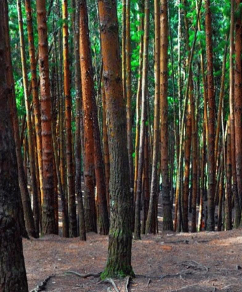 Pine Forest