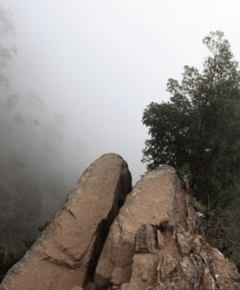 Dolphin Nose
