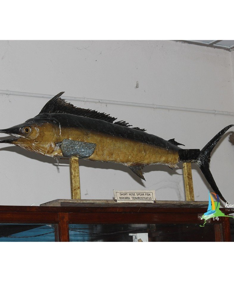Marine Museum